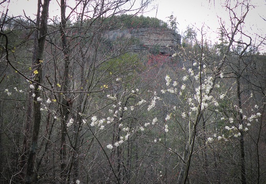 Downy Serviceberry